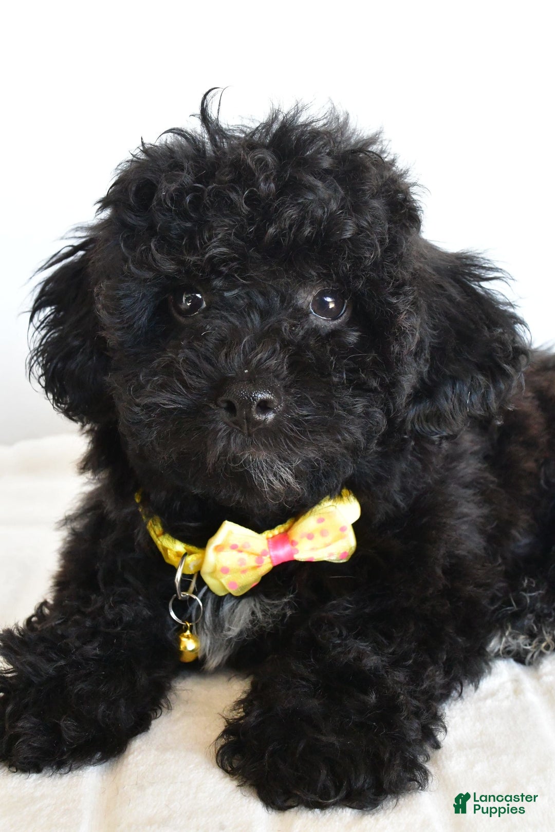 Shihpoo dogs for sale: Theo - Image 7