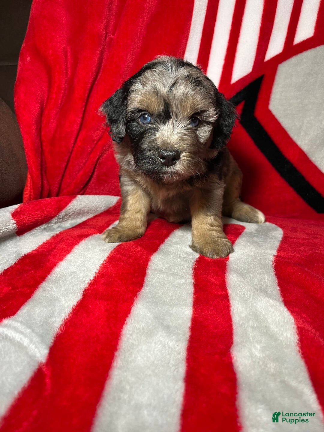 Mini Aussiedoodle dogs for sale: Canary - Image 2
