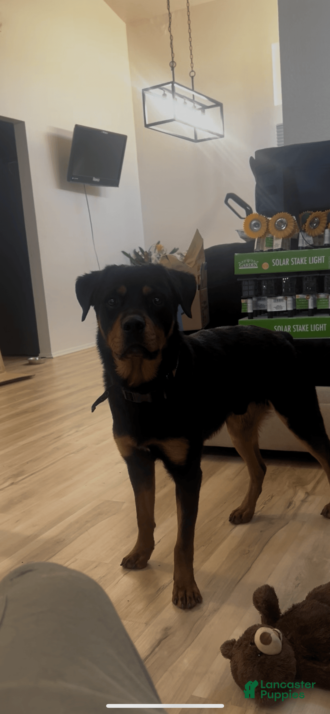 Rottweiler dogs for sale: Roxy - Image 7