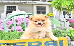 Pomeranian dogs for sale: Carson - Image 6