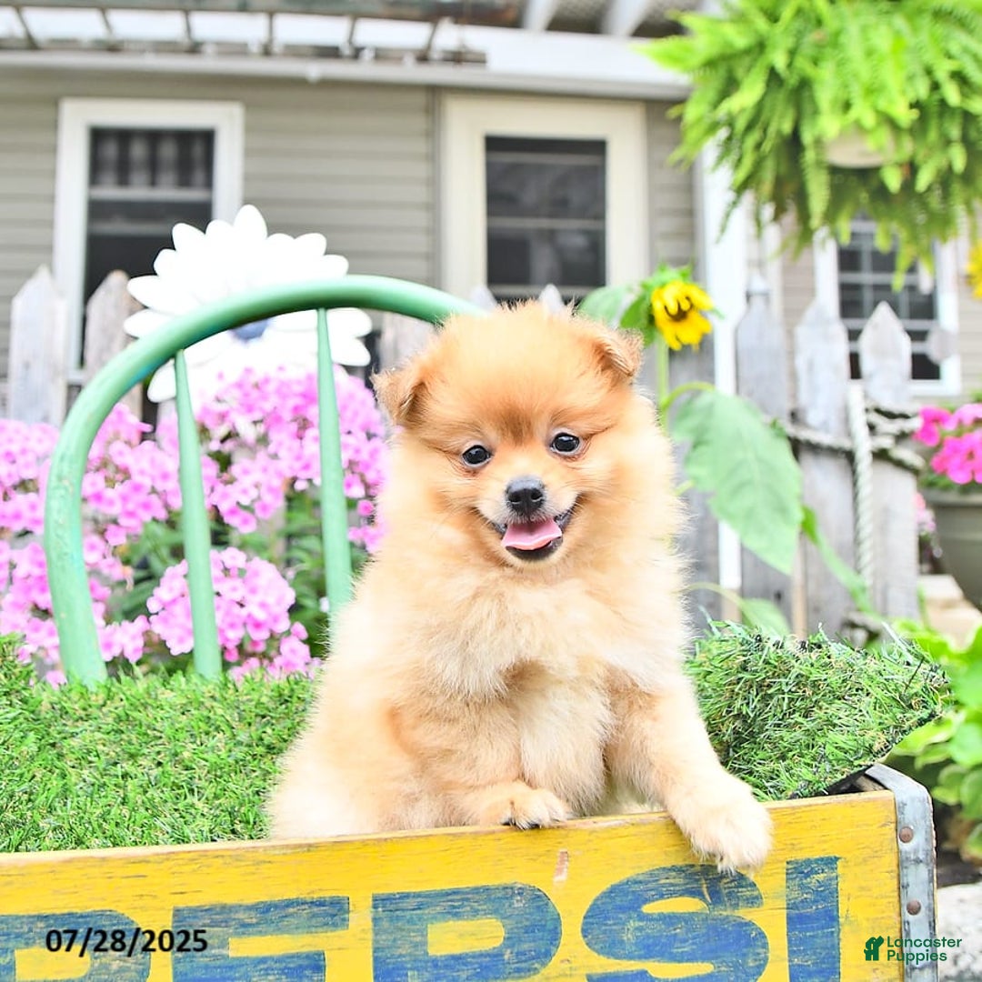 Pomeranian dogs for sale: Carson - Image 6
