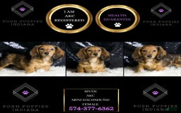 Miniature Dachshund dogs for sale: River - Image 3