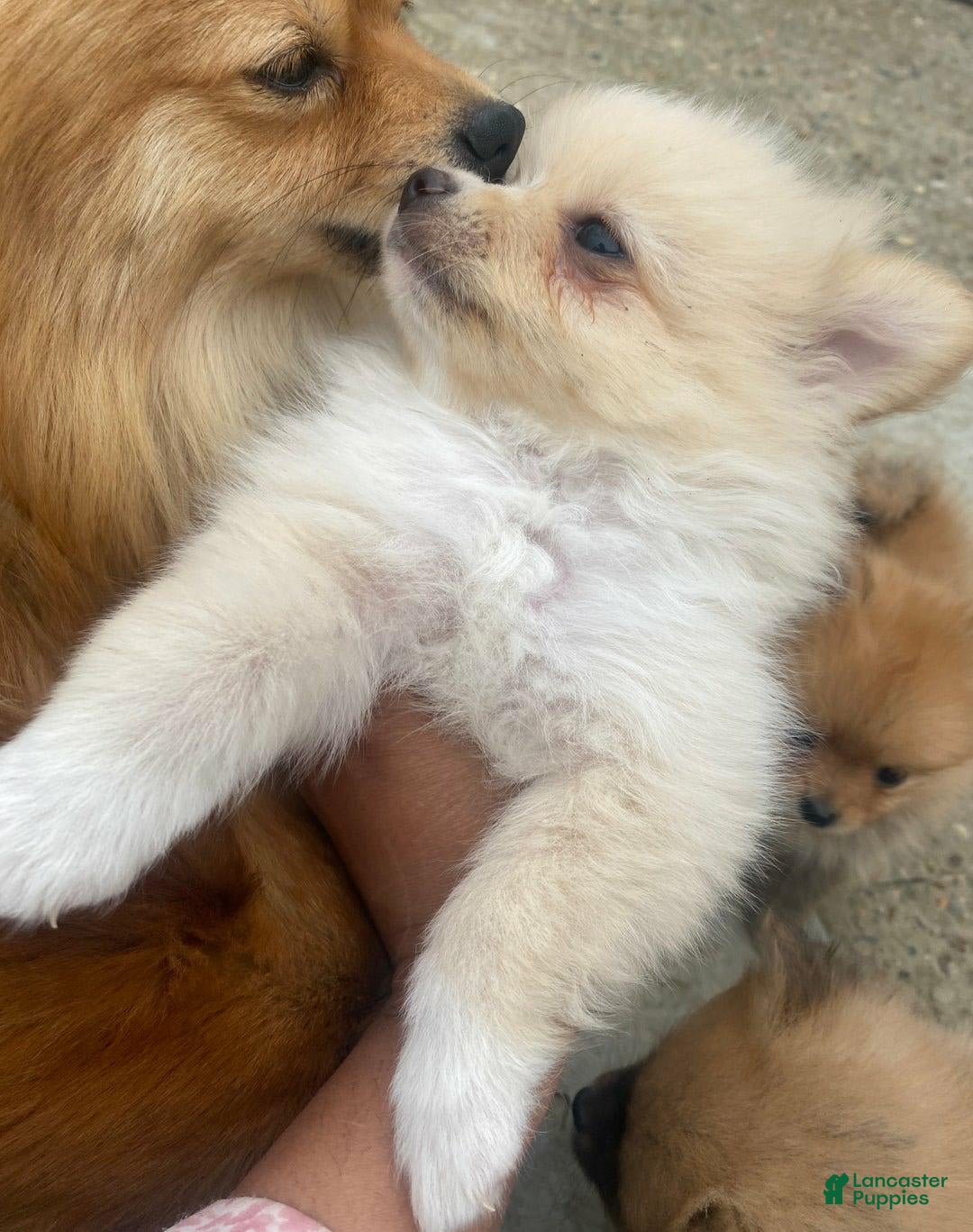 Pomeranian dogs for sale: Sally - Image 6