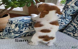 Jack Russell Terrier dogs for sale: Jack Russell Terrier 2 puppies - Image 8