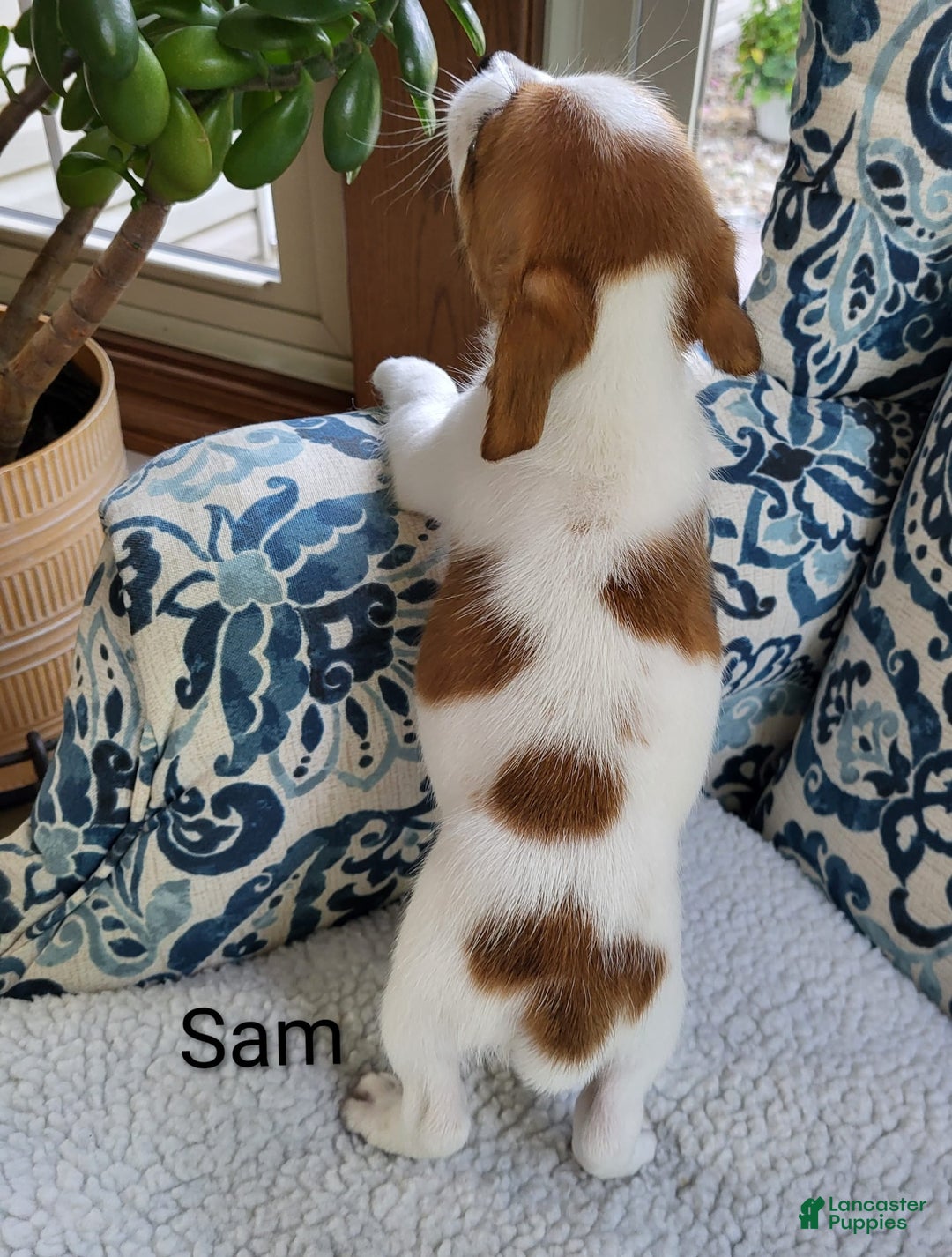 Jack Russell Terrier dogs for sale: Jack Russell Terrier 2 puppies - Image 8