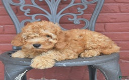 Cockapoo dogs for sale: Kipling - Image 4