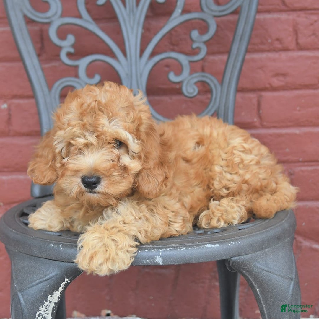 Cockapoo dogs for sale: Kipling - Image 4