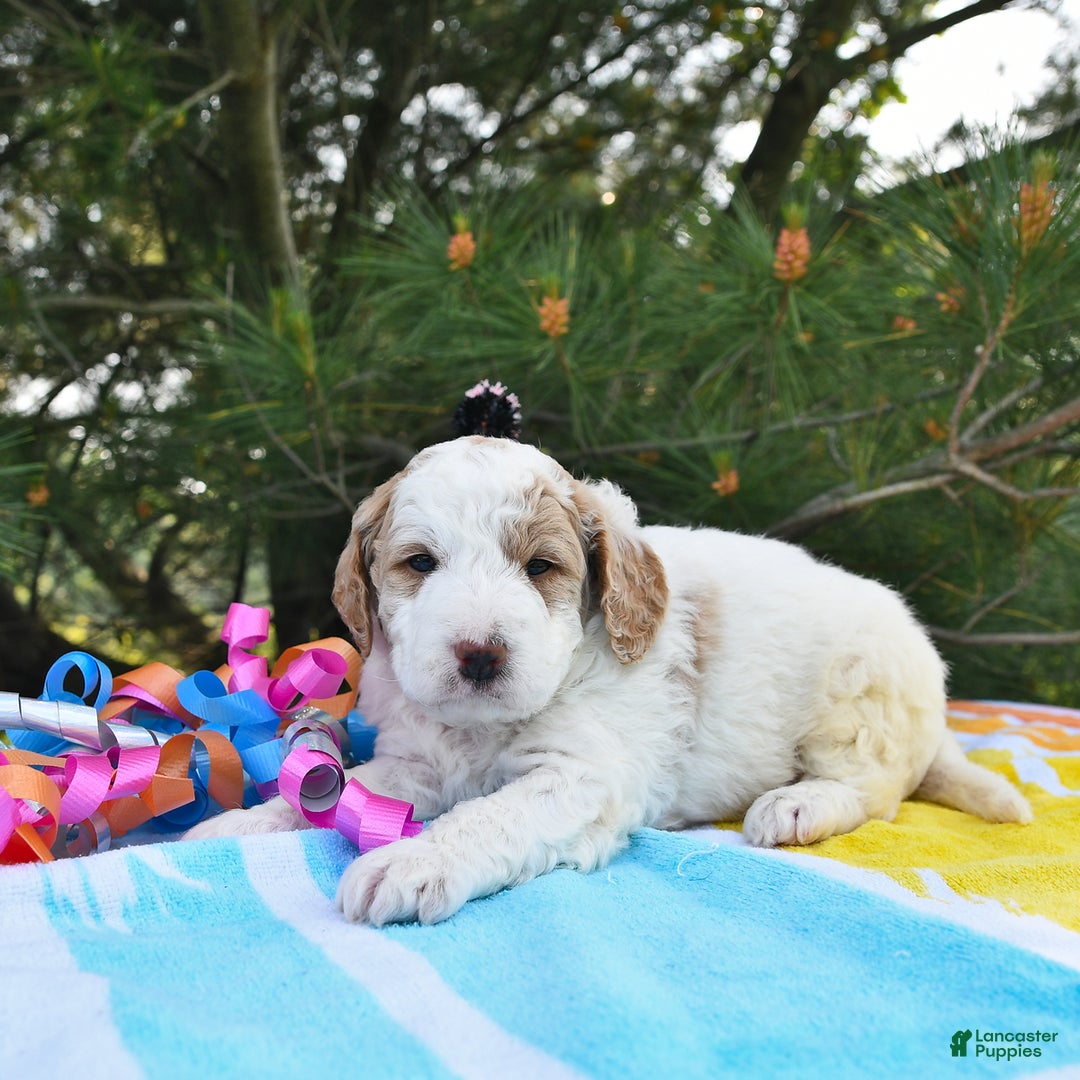 Mini Goldendoodle dogs for sale: Dallas - Image 5