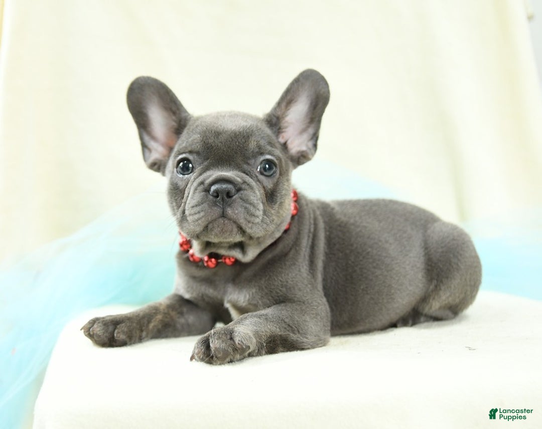 French Bulldog dogs for sale: Thatcher Akc - Image 4