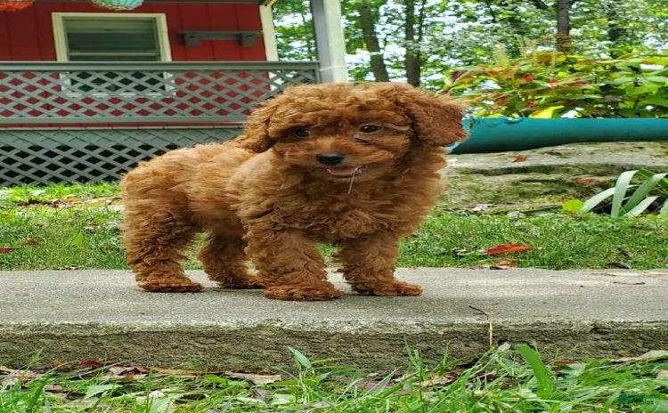 Miniature Poodle dogs for sale - Ad 2