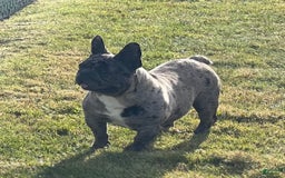 French Bulldog dogs for sale: Loki - Image 12