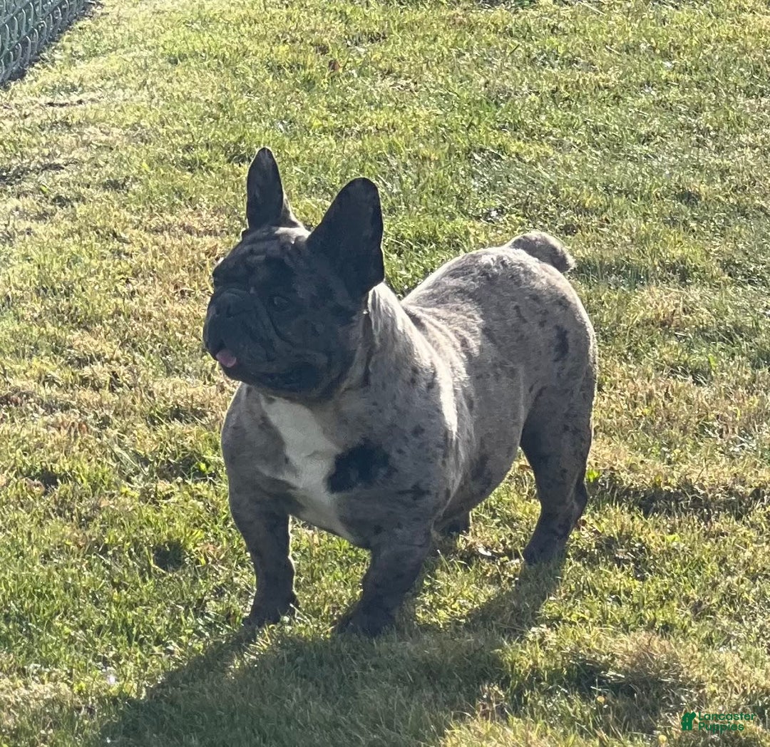 French Bulldog dogs for sale: Loki - Image 12