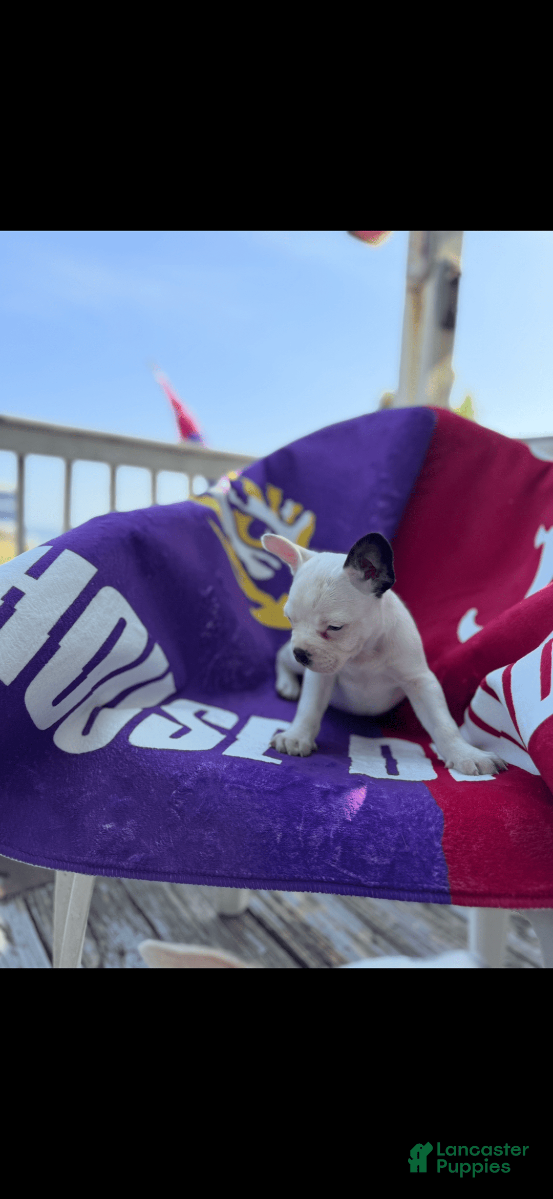 French Bulldog dogs for sale: Bandit - Image 1