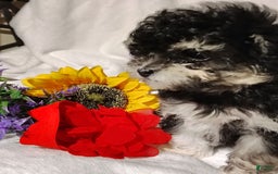 Maltipoo dogs for sale: Olive - Image 14