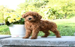 Miniature Poodle dogs for sale: Ester - Image 3