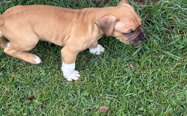 American Pit Bull Terrier dogs - Advert 4