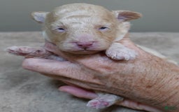 Toy Poodle dogs for sale: Zylo - Image 18