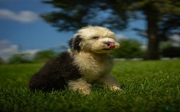 Old English Sheepdog dogs for sale: Fluffy - Image 11