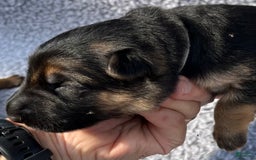 German Shepherd dogs for sale: Boy - Image 22
