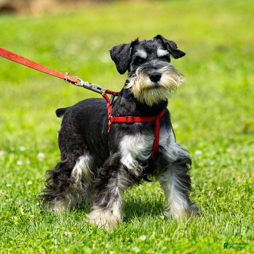 Miniature Schnauzer dogs for sale: Hugo - Image 5