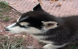 Siberian Husky dogs for sale: Tortuga - Image 2