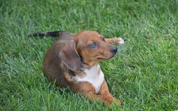 Dachshund dogs for sale: Wrenna - Image 2