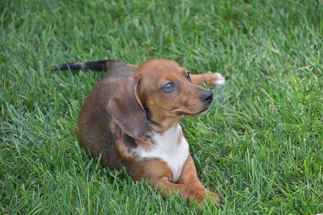 Dachshund dogs for sale: Wrenna - Image 2