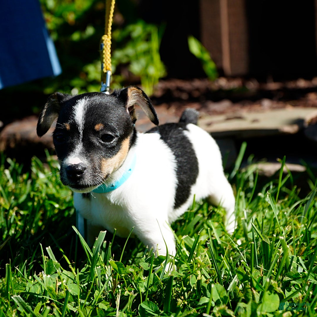 Toy Fox Terrier dogs for sale: Pearl - Image 5