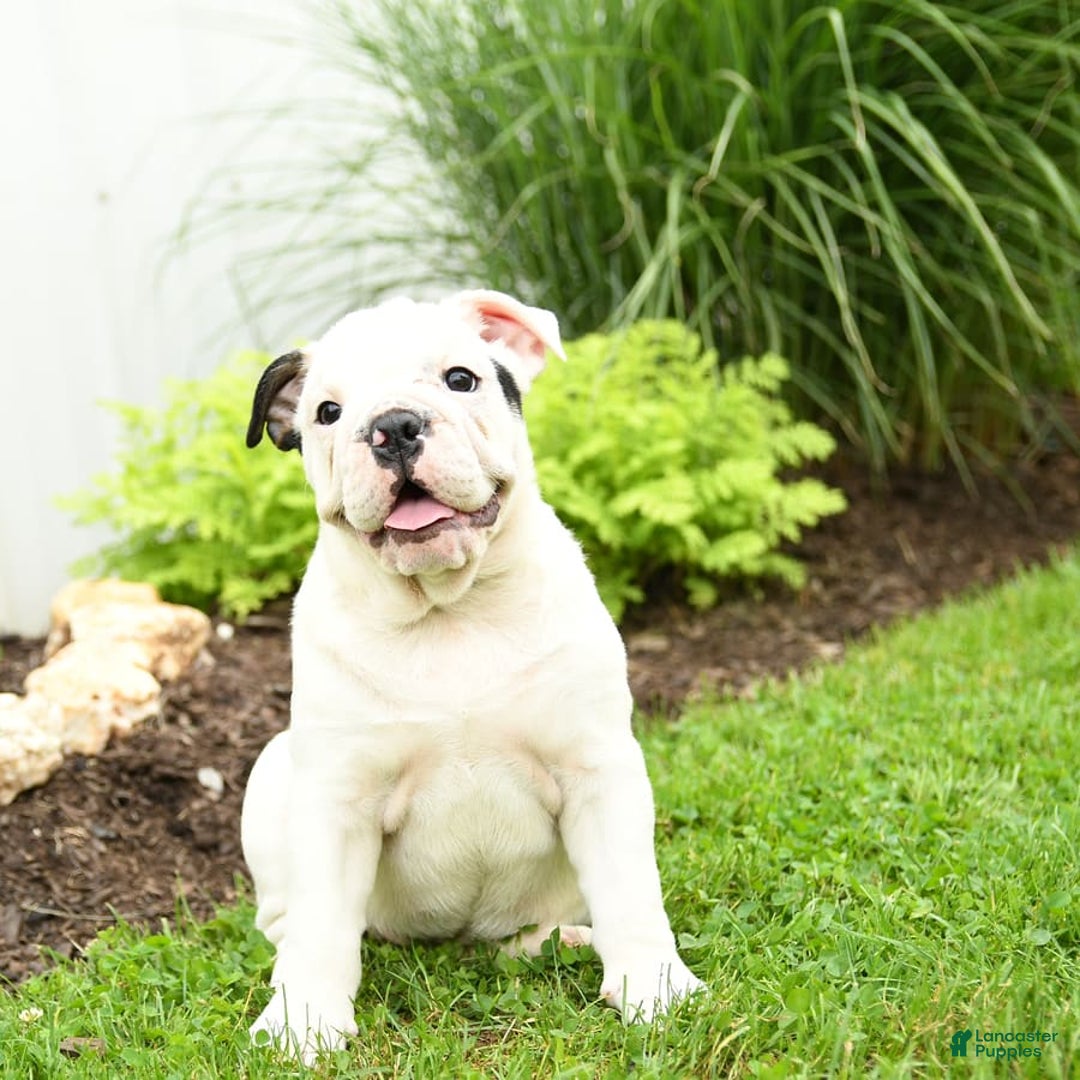 English Bulldog dogs for sale: Tessa - Image 6