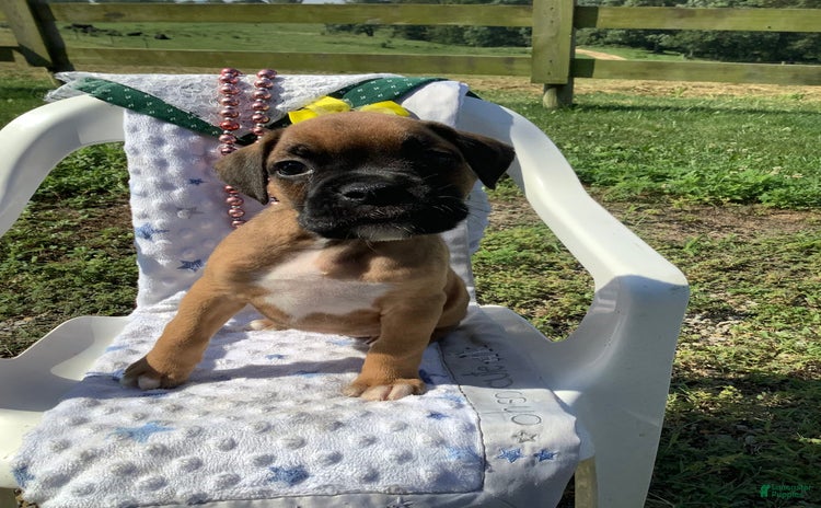 Boxer dogs for sale - Ad 2