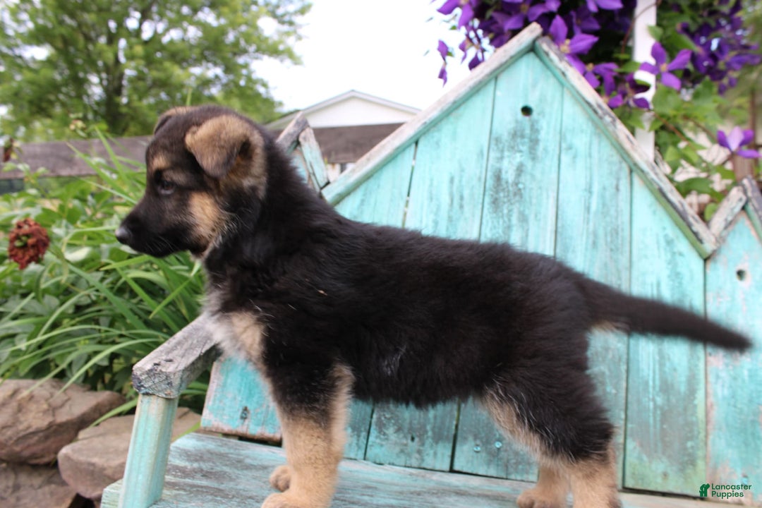 German Shepherd dogs for sale: Bear - Image 9