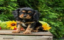 Cavalier King Charles Spaniel dogs for sale: Maddie - Image 6