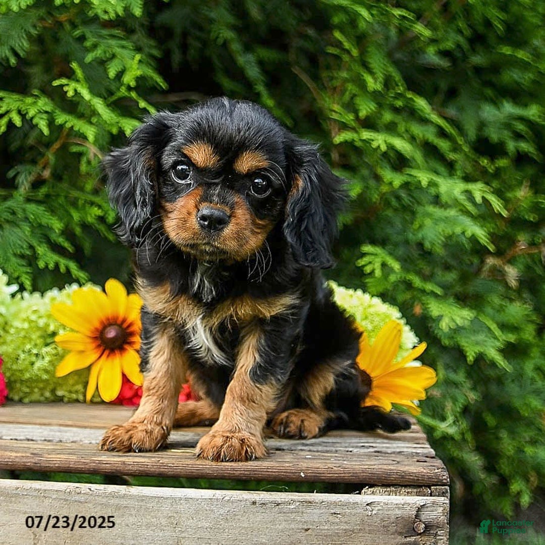 Cavalier King Charles Spaniel dogs for sale: Maddie - Image 6