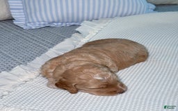 Goldendoodle dogs for sale: Archie - Image 8
