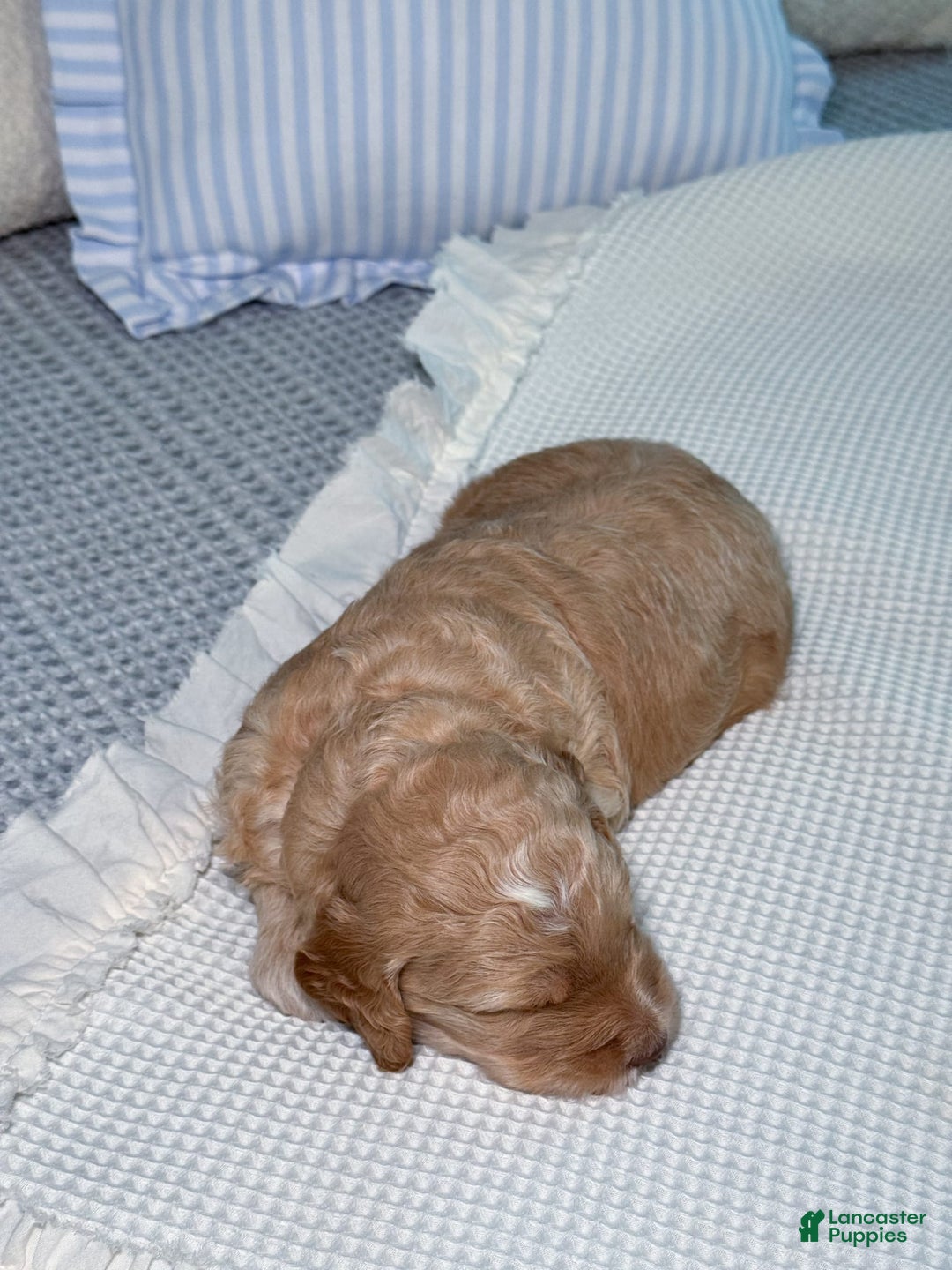 Goldendoodle dogs for sale: Archie - Image 8
