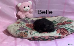 German Shepherd dogs for sale: Belle - Image 1