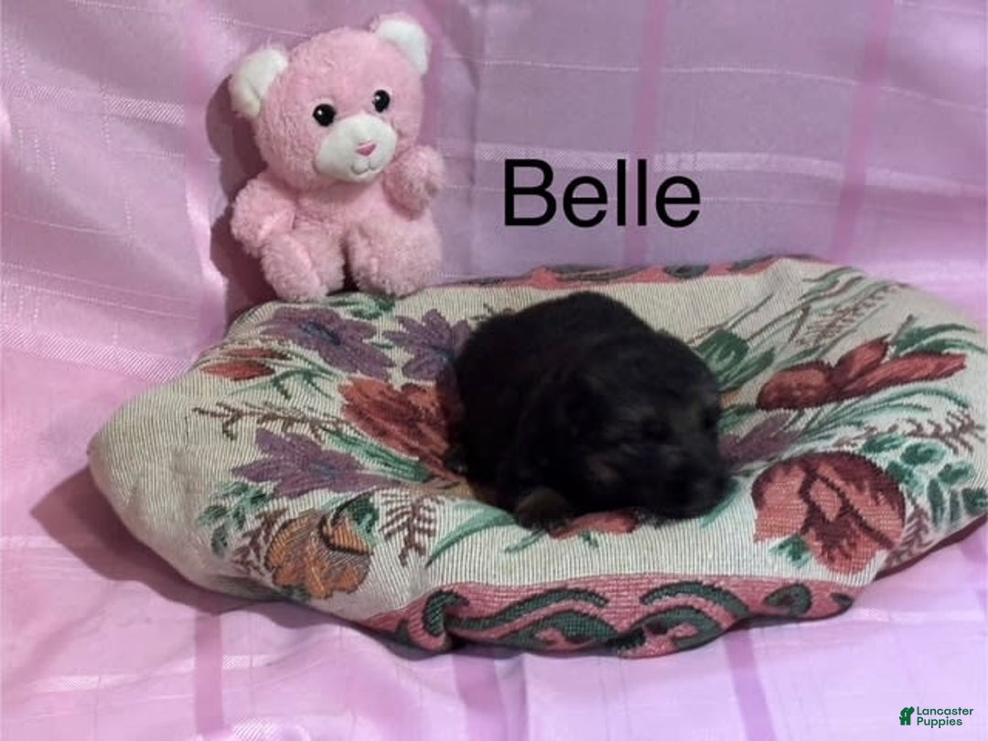 German Shepherd dogs for sale: Belle - Image 1