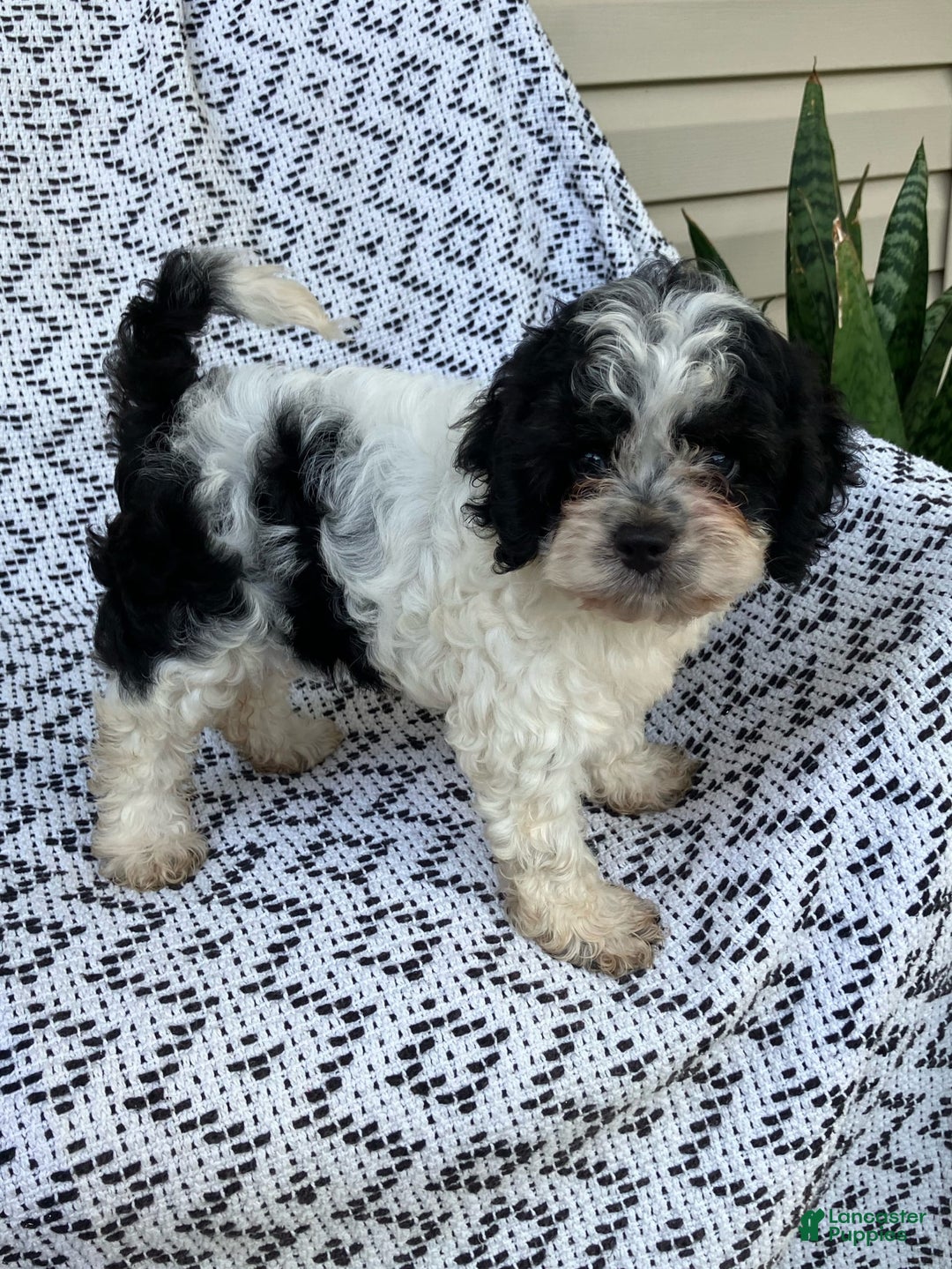 Cockapoo dogs for sale: Stella - Image 13