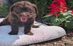 Toy Poodle dogs for sale: Buffy - Image 11