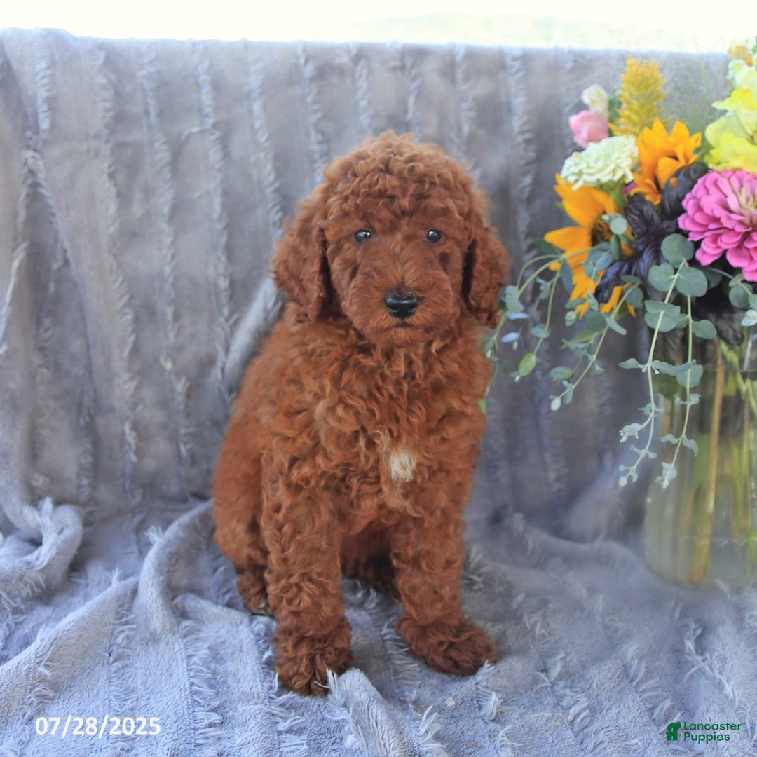 Mini Goldendoodle dogs for sale: Ursa - Image 7