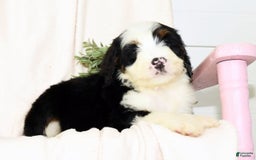 Mini Bernedoodle dogs for sale: Callie - Image 8