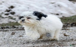 Shihpoo dogs for sale: Benny - Image 24