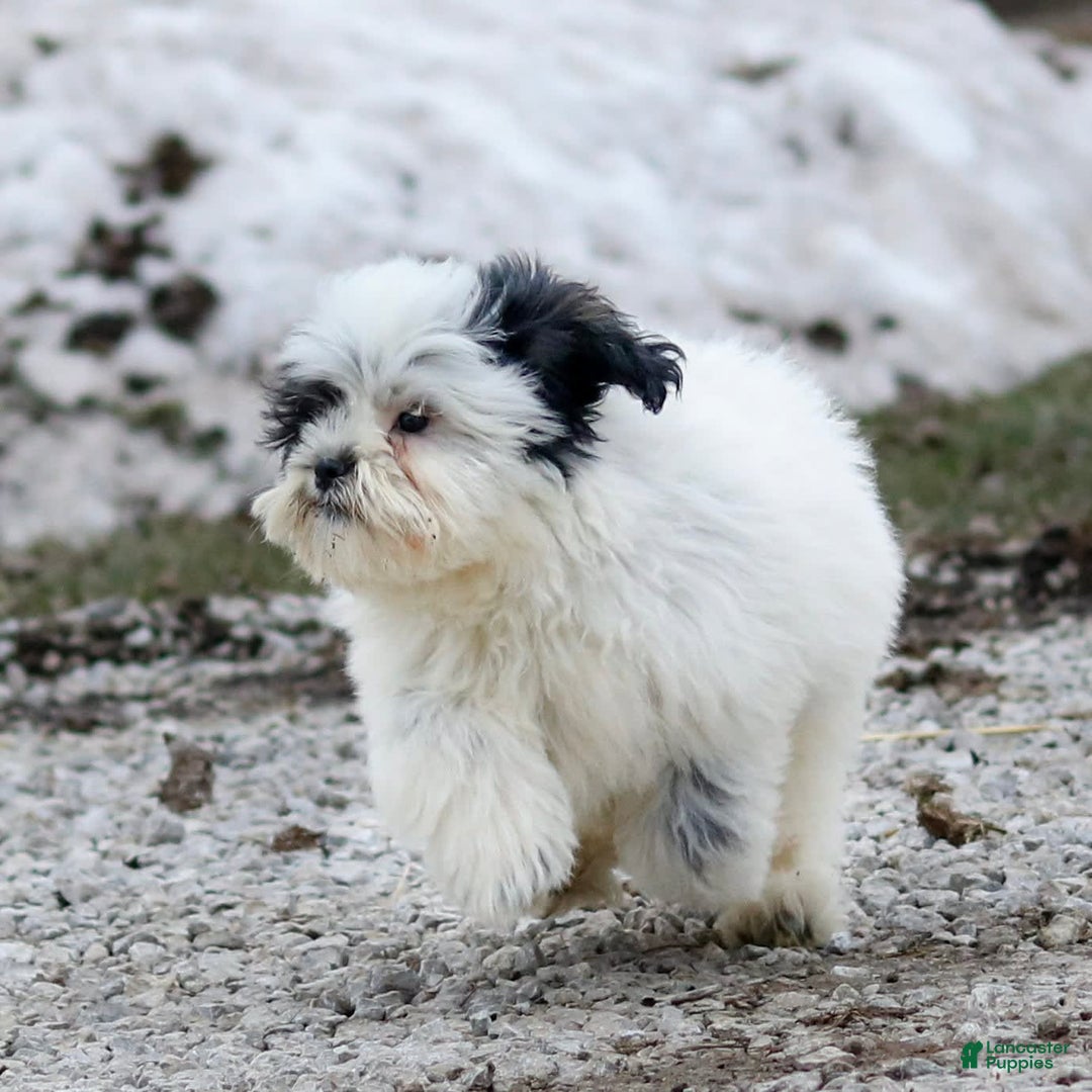 Shihpoo dogs for sale: Benny - Image 24