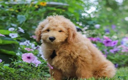  dogs for sale: Mini Goldendoodle 4 puppies - Image 11