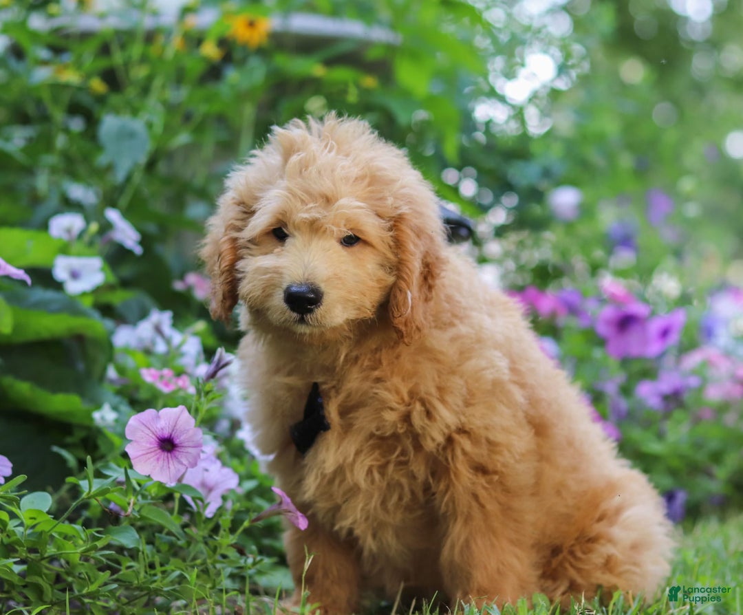  dogs for sale: Mini Goldendoodle 4 puppies - Image 11
