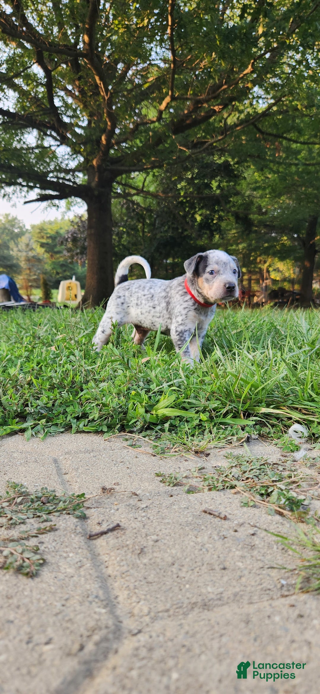 Catahoula Leopard Dog dogs for sale: Dallas - Image 1