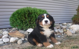 Bernese Mountain Dog dogs for sale: Dustin - Image 4