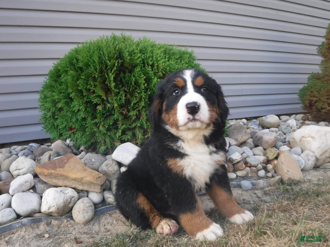 Bernese Mountain Dog dogs for sale: Dustin - Image 4