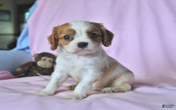 Cavalier King Charles Spaniel dogs for sale: Justin - Image 1