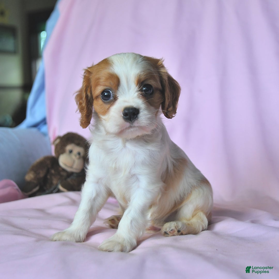 Cavalier King Charles Spaniel dogs for sale: Justin - Image 1